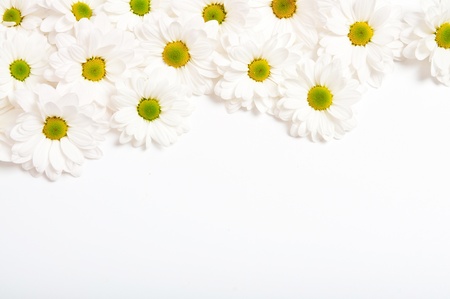 Beautiful chamomile flowers as backgroundの写真素材