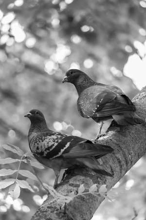 Romantic pigeons posing on tree branchの写真素材