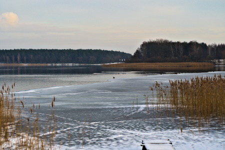 Bulrushes and ducks near the Sosnowicki pond, polen, snow, 2017の写真素材