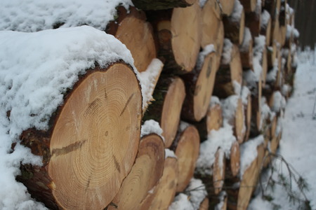Timber logs in the Sosnowitz forest 2018の写真素材