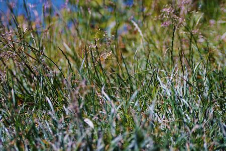Summer meadow.の写真素材