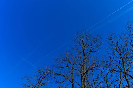 Branches of trees against the sky with a flying plane.の写真素材