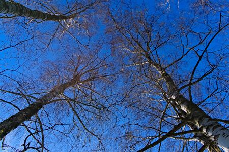 Branches of trees against the sky.の写真素材