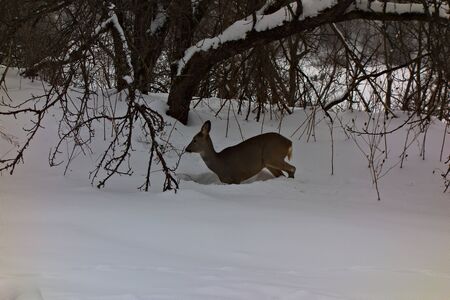 Roe deer in the Bieszczady Mountains in winter.の写真素材