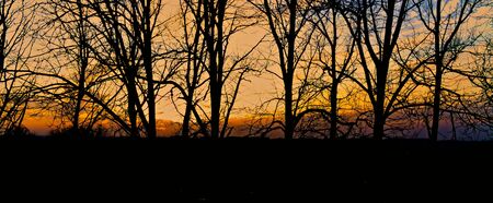 A row of trees against the backdrop of the setting sun.の写真素材
