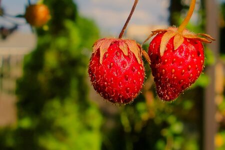Juicy strawberry raised in the garden.の写真素材