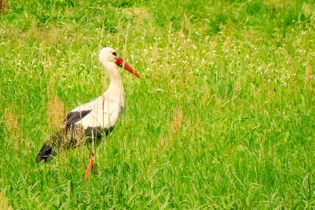 Stork in a field near Sosnowica in Poland in 20019.の写真素材