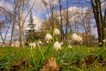 The first snowdrops in the Lublin Saxon Park.の写真素材