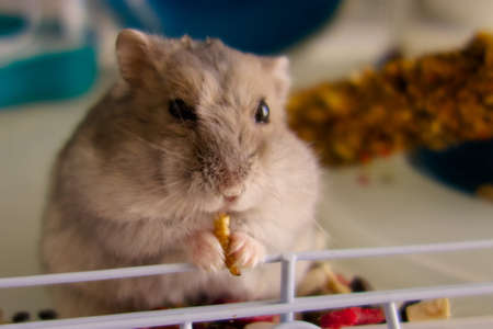 A fluffy Bengal hamster poses for a photo.の写真素材