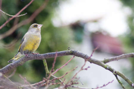 Yellow tomtit bird sitting on a tree twigの写真素材