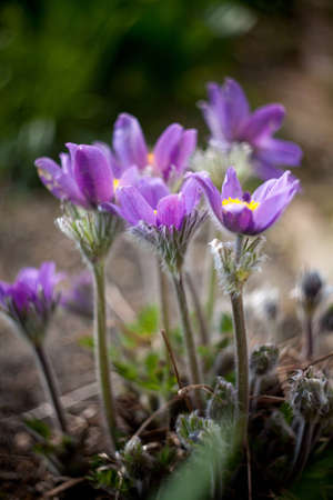 Spring pasqueflowers blossoming in a gardenの写真素材