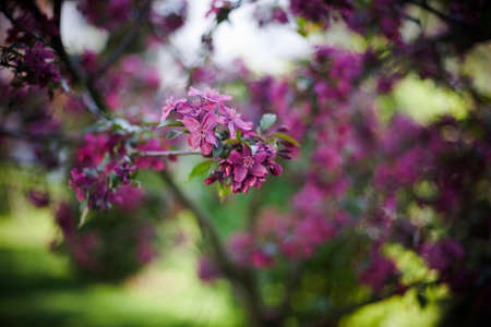 Violet blossoming tree in a gardenの写真素材