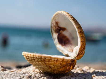 Scallop shell against the background of blue sea. Vacation, summer, symbol. Shallow depth of field.