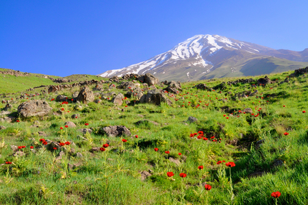 Picturesque green meadow with poppies and volcano Damavand in the background, Iranの写真素材