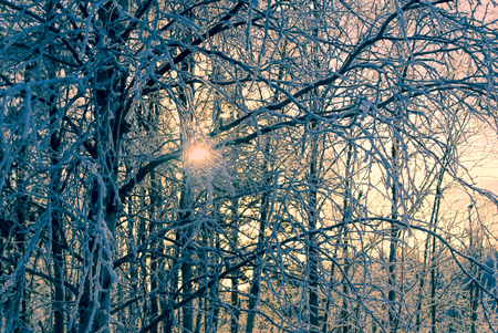 Cold winter sun peeking through frozen branchesの写真素材