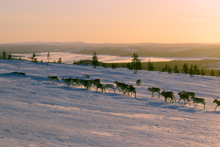 Panoramic view of a reindeer herd running uphillの写真素材