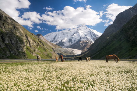 Herd of horses grazing in picturesque mountains in Kyrgyzstanの写真素材