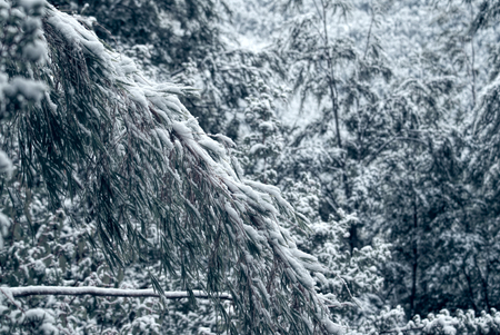 Close-up view of a long snow-covered branch in the forestの写真素材