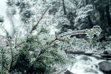 Close-up view of a clear rime covering a coniferous branchの写真素材