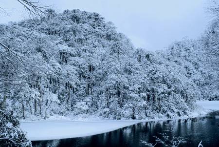 Panoramic view of dense forest under a snowy cover on the shoreの写真素材