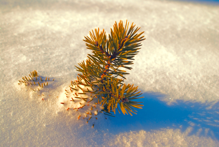 Amazing view of a little coniferous branch standing out of snowの写真素材