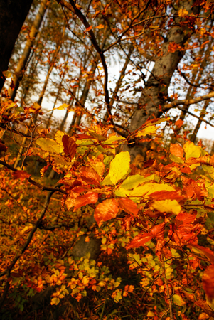 Close-up view of amazing yellow and red leaves in the forestの写真素材