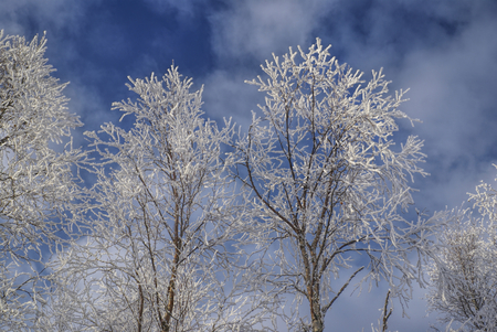 Close-up view of frozen trees against cloudy skyの写真素材