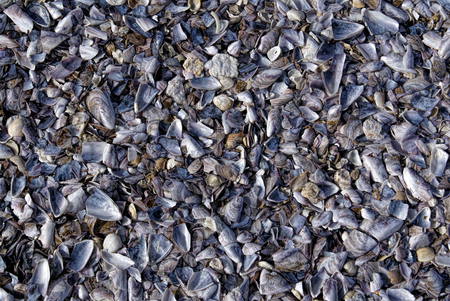 Close-up view of empty shells covering the ground at a beachの写真素材