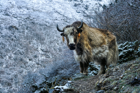 Charming view of a yak standing on frozen groundの写真素材