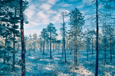 Picturesque view of snow-covered trees at sunsetの写真素材