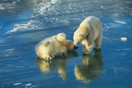 Two cute polar bears having fun on iceの写真素材
