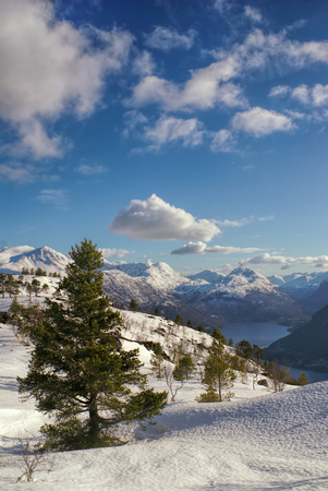 Picturesque view of coniferous trees standing on a high mountainの写真素材