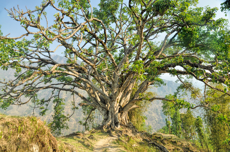 Amazing view of an old tree standing alone on the top of a hillの写真素材