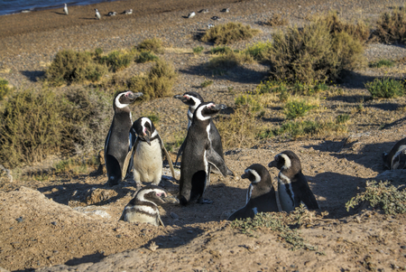 Female Magellanic penguins on the beach in south Americaの写真素材