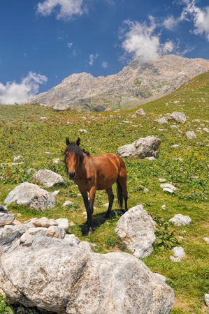 Horse in scenic mountain range in Kyrgyzstanの写真素材