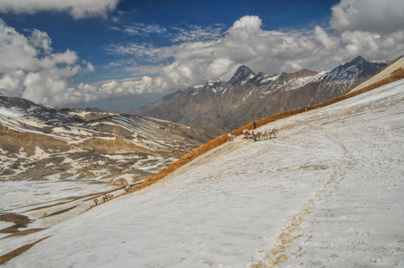 Caravan of donkeys in high altitudes of Himalayas mountains in Nepalの写真素材