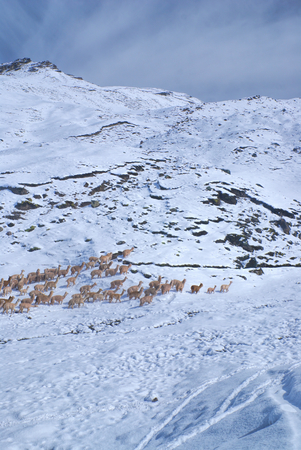 Herd of domestic alpacas on snow in high altitudes in peruvian Andes, south Americaの写真素材