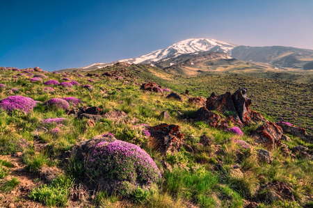 Scenic green meadow with flowers and volcano Damavand in the background, highest peak in Iranの写真素材