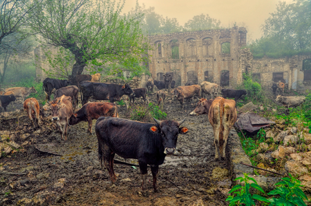 Livestock in front of ruins of house in mountainous Karabakh destroyed by warの写真素材