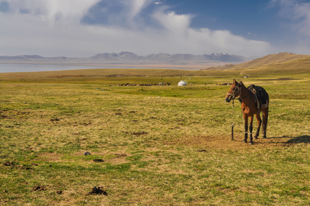 Horse on scenic grassy mountainous landscape in Kyrgyzstanの写真素材