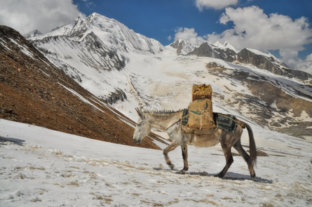 Mule loaded with supplies in high altitudes of Himalayas mountains in Nepalの写真素材