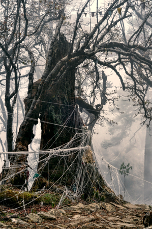 Scary dead tree in misty forest tangled in webの写真素材