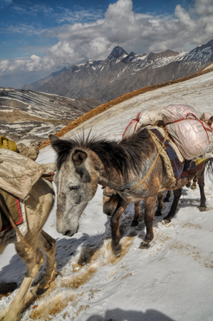 Caravan of mules in high altitudes of Himalayas mountains in Nepalの写真素材