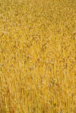 Golden wheat field, symbol of good harvestの写真素材