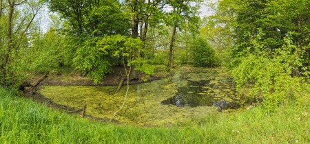 Green pond on sunny day surrounded by green vegetationの写真素材