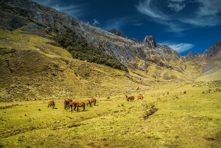 Photo of wild horses feeding in valley in wilderness under mountain range in Parque Nacional Huascaran in Peru, South America.の写真素材
