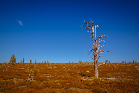 Lonely fields and trees in wilderness in Tuntsa region in Finland.の写真素材