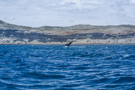 Photo of large black tail of whale in waves of sea near Peninsula Valdez in Argentina.の写真素材