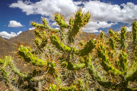 Photo of large green cactus with sharp spines in Cuzco valley in Peru.の写真素材