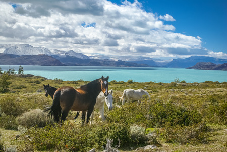 Photo of wild horses feeding on greenery near sea in Parque Nacional Los Glaciares in Argentina.の写真素材